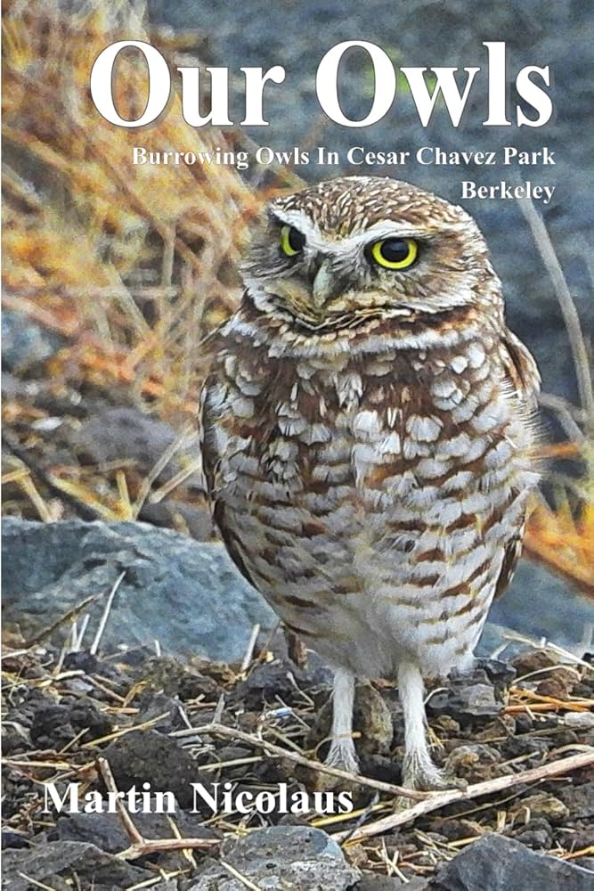 Our Owls: Burrowing Owls in Cesar Chavez Park, Berkeley: Nicolaus